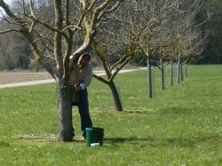 Baumpflegeaktion  2010 27